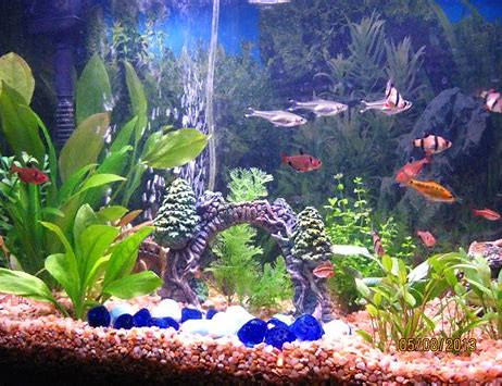 How To Successfully Set Up A Freshwater Aquarium